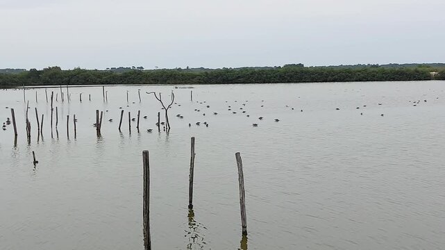 Zone naturelle du Teich - Gironde - Nouvelle Aquitaine