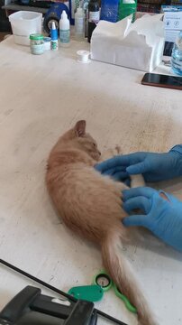 Cat shelter care and playtime with orange kitten in a bright space
