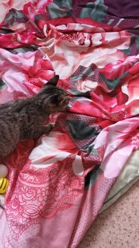 Cat explores bright blanket at animal shelter in the afternoon