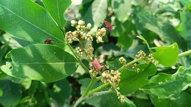 Macro shot of vibrant red insects resting on lush green leaves and budding flowers in a natural outdoor environment capturing intricate wildlife details and natural lighting.