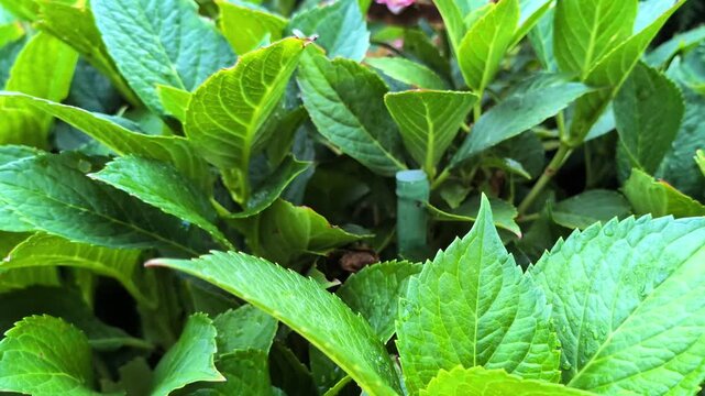 Close up of vibrant green hydrangea leaves with raindrops moving smoothly downward, revealing lush garden foliage, pink flowers, and natural botanical texture for gardening b-roll.