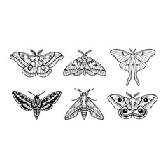 Obraz premium Vintage moth collection engraving set of nocturnal insects illustration in nature