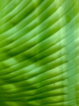 Close up view of vibrant green banana leaf texture showing natural parallel lines and detailed leaf veins pattern