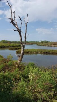Zone naturelle du Teich - Gironde - Nouvelle Aquitaine