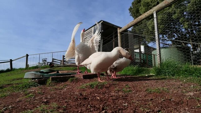 White domestic geese foraging in a sunny rural farmyard