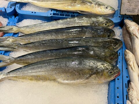 Fresh lampuga fish on ice display in a market, showcasing seafood variety and retail at a fishmonger stall in palma, balearic islands, spain