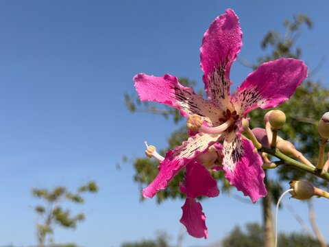 Vibrant pink silk floss tree flower blooming in calvia, balearic islands, spain, showcasing its intricate petals and striking color against a clear blue sky, copy space