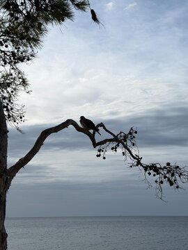 Osprey bird of prey perched on a gnarled pine tree branch overlooking the calm mediterranean sea, observing the coastal waters in calvia, balearic islands, spain, copy space