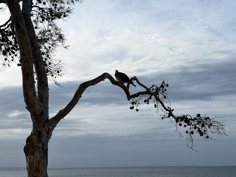 Bird perching on a pine tree branch by the ocean, watching the calm sea and cloudy sky at sunset, symbolizing tranquility, solitude, and freedom on the coast of calvia, balearic islands, copy space