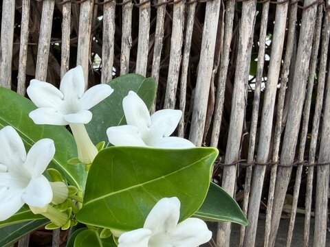 White flowers with green leaves are flourishing in front of a rustic wooden fence, symbolizing summer, nature, and the tranquility of a garden in calvia, copy space
