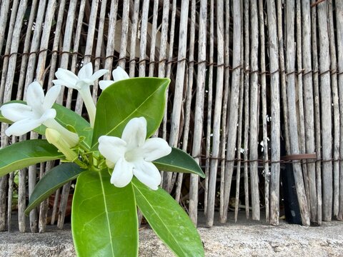 White flowers blooming on a vibrant green plant, growing against a rustic bamboo fence creating a natural textured background in calvia, balearic islands, spain, copy space