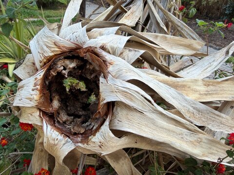 Dried palm fronds creating a natural shelter for new green sprouts, symbolizing growth and revival in the face of decay and adversity, calvia, spain, copy space
