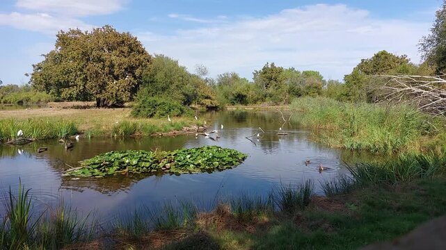 Zone naturelle du Teich - Gironde - Nouvelle Aquitaine