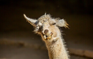 Fototapeta premium Llama close-up. Portrait of a light-colored llama.