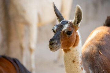 Fototapeta premium Llama close-up. Portrait of a colorful llama.
