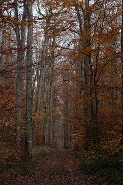 Sentier forestier couvert de feuilles mortes traversant une for&ecirc;t de feuillus aux couleurs de l'automne.