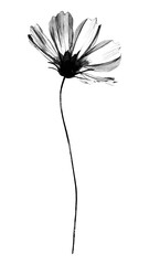 Obraz premium PNG Minimalist black and white flower