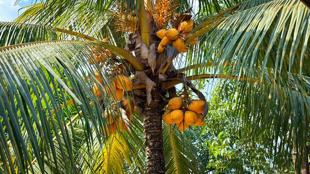 Ripe yellow coconuts hanging on a tropical palm tree against green leaves and blue sky.