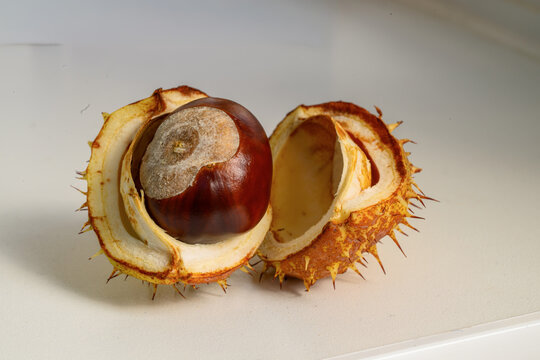 Horse Chestnut Conker Inside Open Spiny Husk
