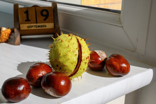 Horse Chestnuts and Spiny Conker Husk with September Calendar