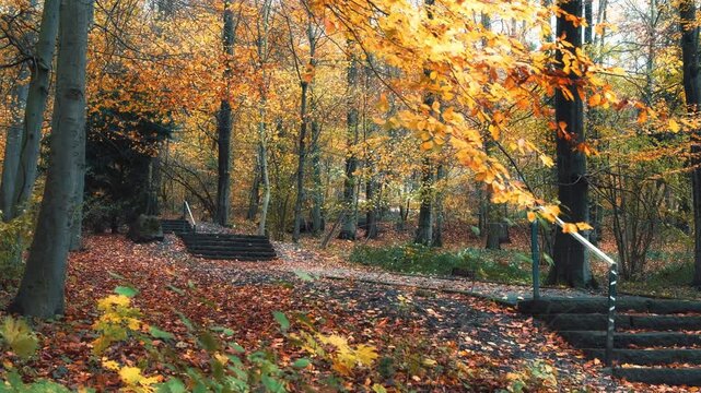 Park in autumn with yellow branches moving beautifully in the wind. A footpath with stairs framed by fall foliage.