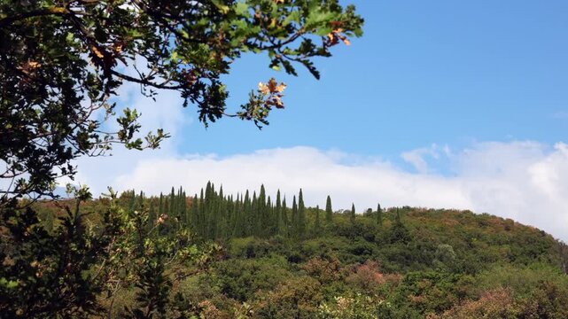 Timelapse of Moving Clouds Above Cypress Trees on Green Hillside