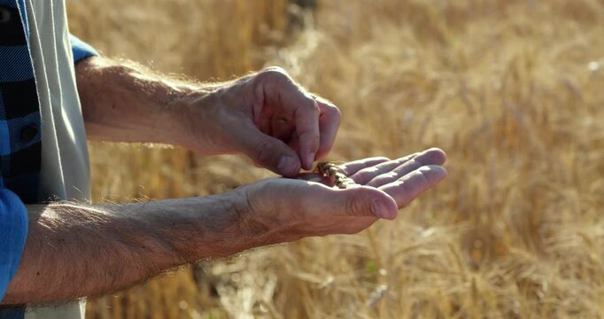 Farmer examines wheat grains in sunlit field. Weathered hands test harvest quality. Golden crop shows sustainable agriculture and rural farming. Close-up reveals food production expertise.