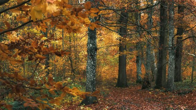 Forest trees in deep rich autumn colors and gentle wind moving the yellow leaves