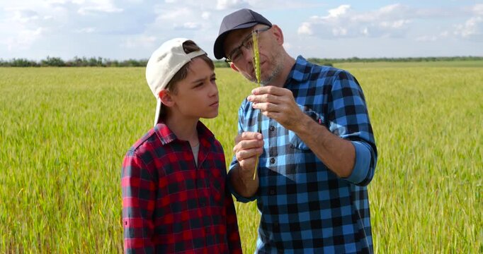 Father and boy examine wheat ear together in golden field while discussing crop quality. Child shows approval after learning farming skills. Family farm reflects agricultural expertise and successful 