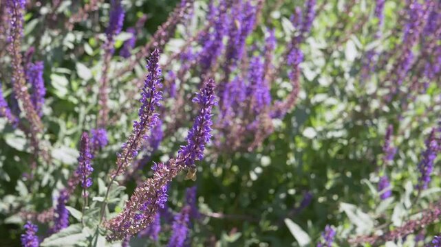 A honey bee pollinates vibrant purple salvia flowers blooming brightly in a sunny summer garden. Concept of ecological balance, natural pollination, and peaceful seasonal growth.