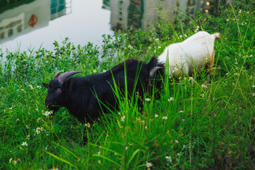 A black goat and a white goat grazing on a lush grassy riverbank in Hong Kong © JW614