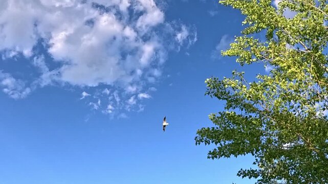 Low angle view of bright green tree leaves framing a clear blue sky with light scattered clouds as a gull bird flies steadily across the open sky above the branches.