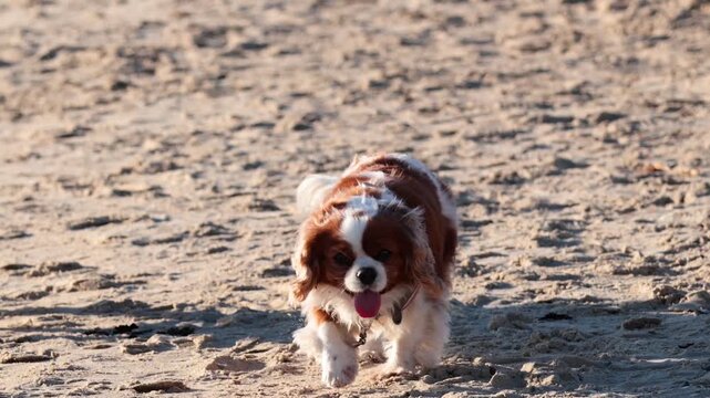 Happy cavalier king charles spaniel running on sandy beach with playful expression.