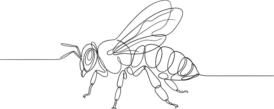 Continuous line drawing of a honeybee isolated on white background.