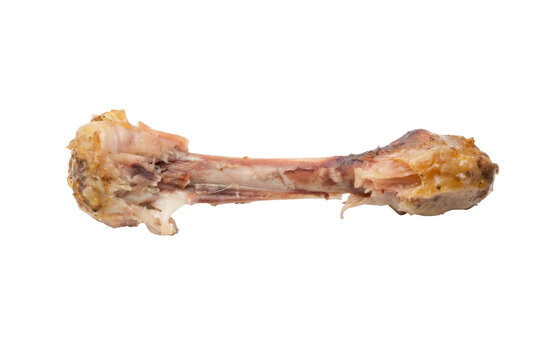 Single Cooked Chicken Drumstick Bone with Meat Scraps