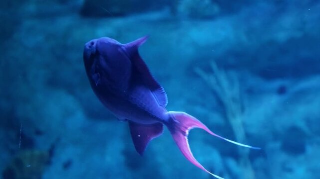 Redtoothed triggerfish swimming underwater, striking blue marine fish and tropical reef wildlife, species identification, marine biology, underwater exploration and ocean biodiversity concept
