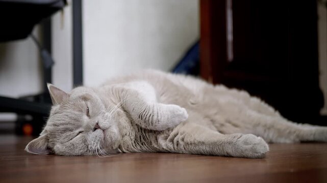 A fluffy lilac British Shorthair cat lies relaxed on a dark wooden floor while looking sleepily at the camera. Concept of pet relaxation, domestic animal comfort, and peaceful feline life.