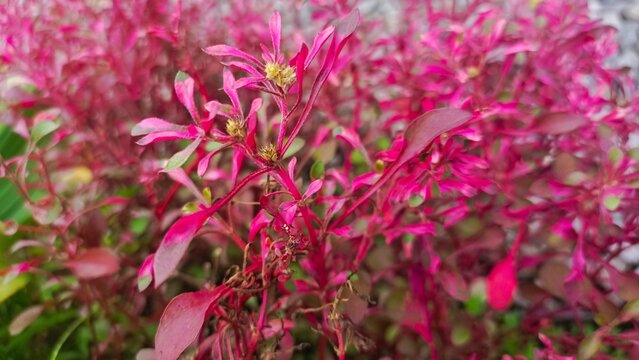 Red alternanthera ficoidea in Indonesian is called the red-leafed criminal purslane in the garden. close up