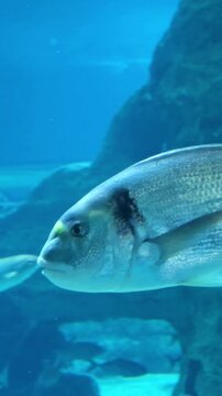 Gilthead seabream swimming underwater in the Mediterranean, Sparus aurata, marine wildlife, natural fish behavior, coastal ecosystem and underwater nature