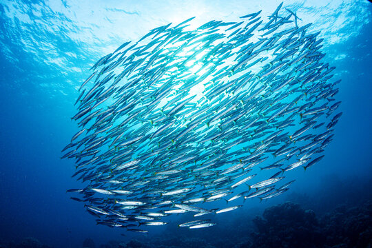 Barracuda school, Red Sea, Egypt