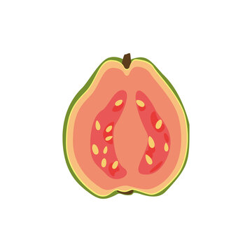 Fresh Pink Guava Half - Vector Illustration of Tropical Fruit