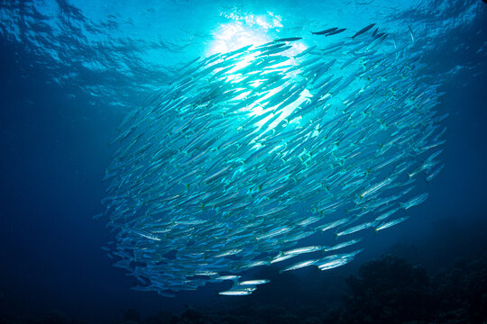 Barracuda school, Red Sea, Egypt