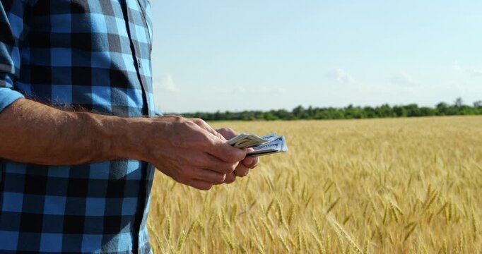 Farmer counts cash in golden wheat field under clear summer sky. Rural business owner checks harvest income. Agriculture finance concept shows crop profit, investment, and food production outdoors.