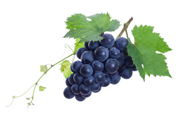 Ripe cluster of dark blue grapes with fresh green leaves and vine © Atreyee