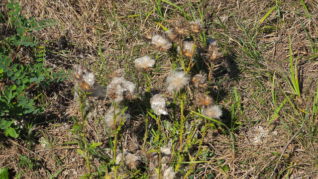Wild creeping thistle plants with fluffy seed heads in dry grass meadow