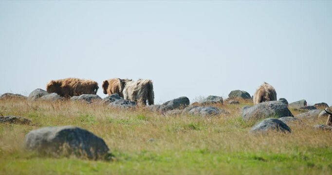 Highland Cattle in Rocky Summer Pasture at Lista, Norway