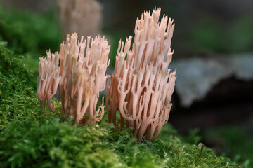 Close up of branching pink coral fungus Ramaria growing on mossy woodland floor © Elke