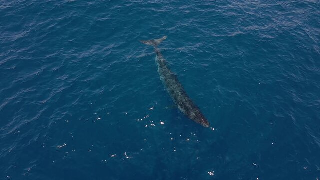 Drone view of a wild Brydes whale swimming and surfacing to breathe in the deep blue waters of the Pacific Ocean near Isla Magdalena, Baja California Sur, Mexico.