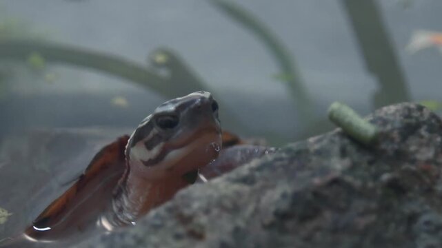 Adorable scene of a juvenile Philippine box turtle (Cuora philippinensis) emerging from the water to eat a food pellet but misses ending up looking disappointed
