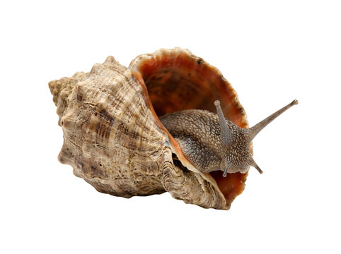 Sea snail emerging out of its textured spiraled sea shell displaying long delicate tentacles.